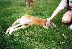 2000 - Australie 124G